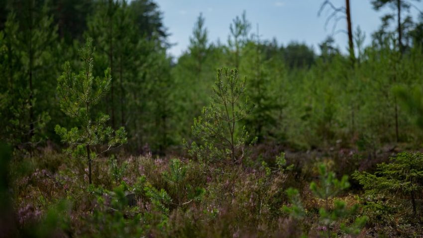 Discover a peaceful young pine forest surrounded by lush greenery and sunlight.